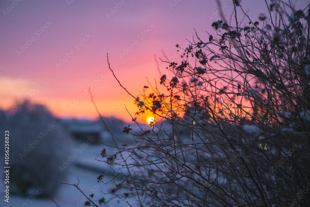 Fototapeta premium In the mesmerizing scene of a sunset, the vibrant colors play across a snowy field, with a lone bush gracefully positioned in the foreground