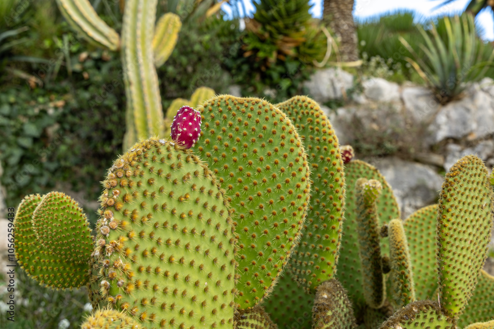 blooming cactus in botanical garden blooming cactus in botanical garden