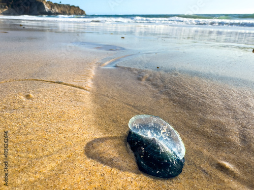 Close-up view of a By-the-way Sailor washed up onto sandy california beach under a blue sky photo