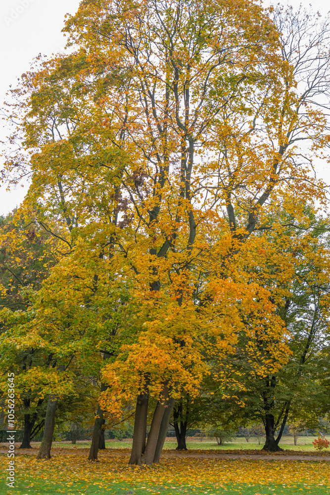 Naklejka premium Poland capital city Warsaw Royal Lazienki Park trees decorated with autumn colors and leaves and flowers with detail shots