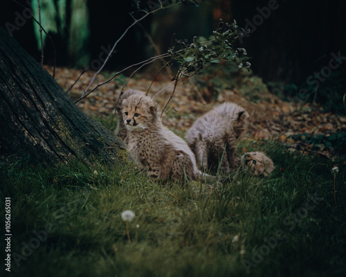 Gepardenbabies (Acinonyx jubatus) spielen miteinander auf der Wiese eines Freigeheges in herbstlicher Atmosphäre photo