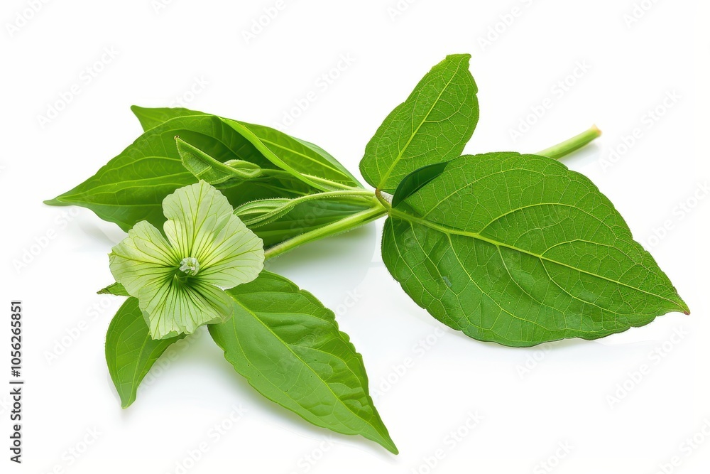 Stunning green four o clock flower isolated on white Stunning green four o clock flower isolated on white