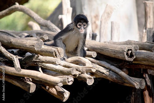 The black-handed spider monkey has lack or brown fur with hook-like hands and a prehensile tail.