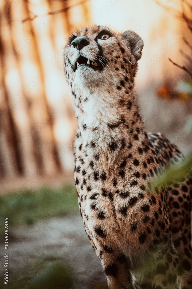 Portrait eines männlichen Geparden (Acinonyx jubatus) in einem Freigehege Portrait eines männlichen Geparden (Acinonyx jubatus) in einem Freigehege
