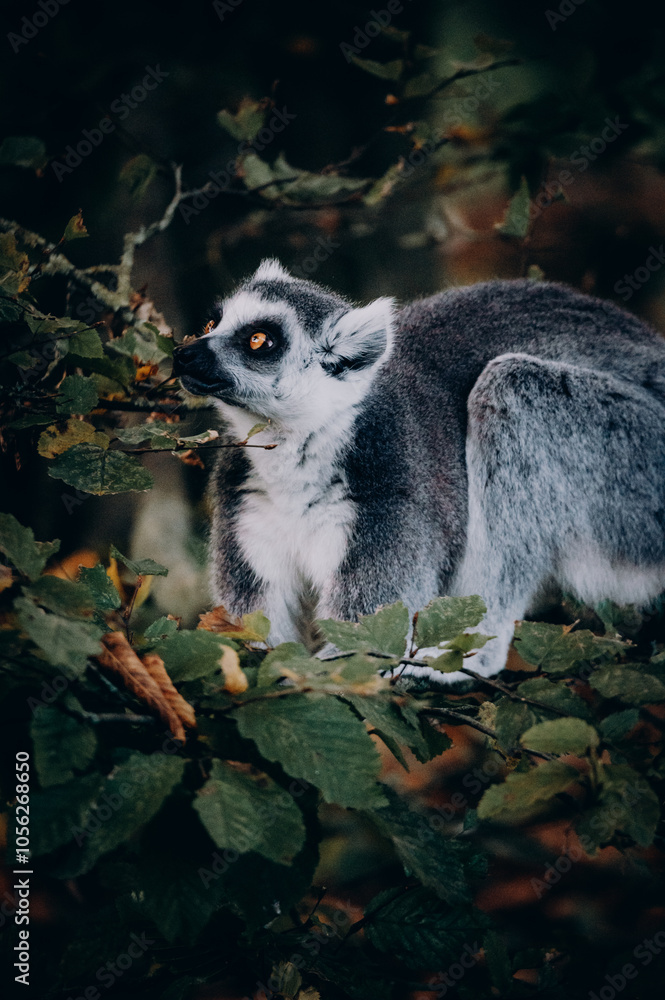 Obraz premium Close Up von einem Katta (Lemur catta) in herbstlicher Atmosphäre in einem Freigehege