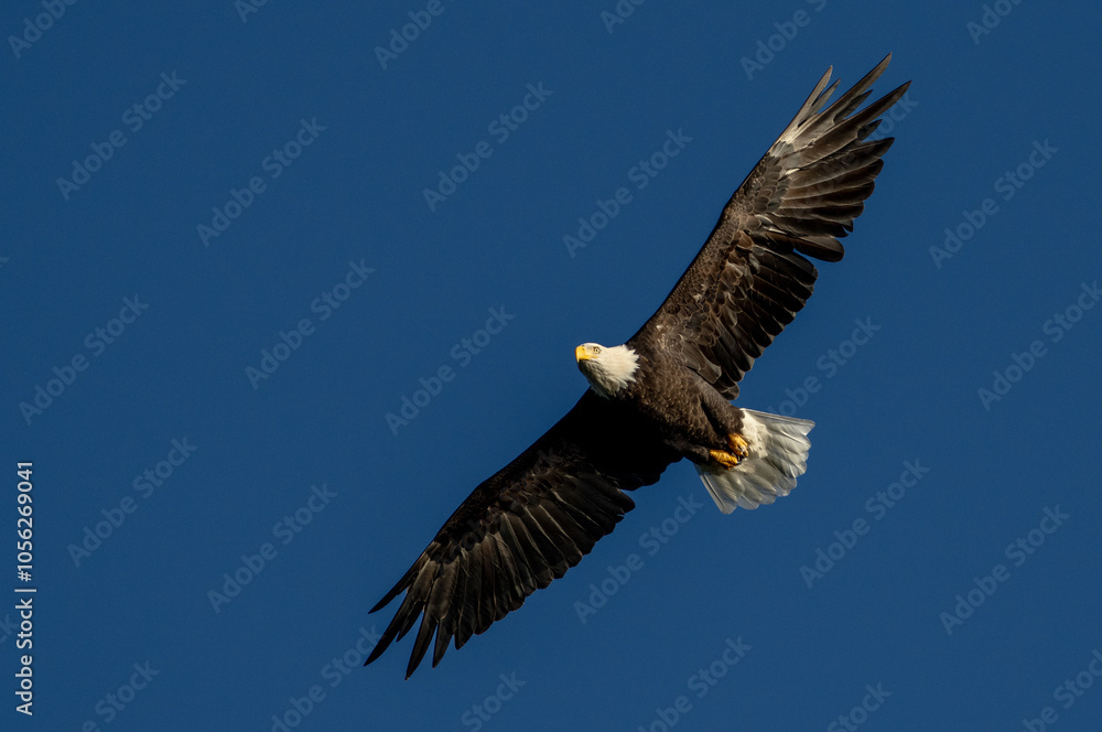 Close up of an adult bald eagle flying Close up of an adult bald eagle flying