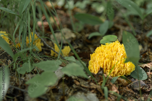 Some species of coral fungi yellow colored (genus Ramaria) growing amoung green moss in Pine forest in Latvia photo