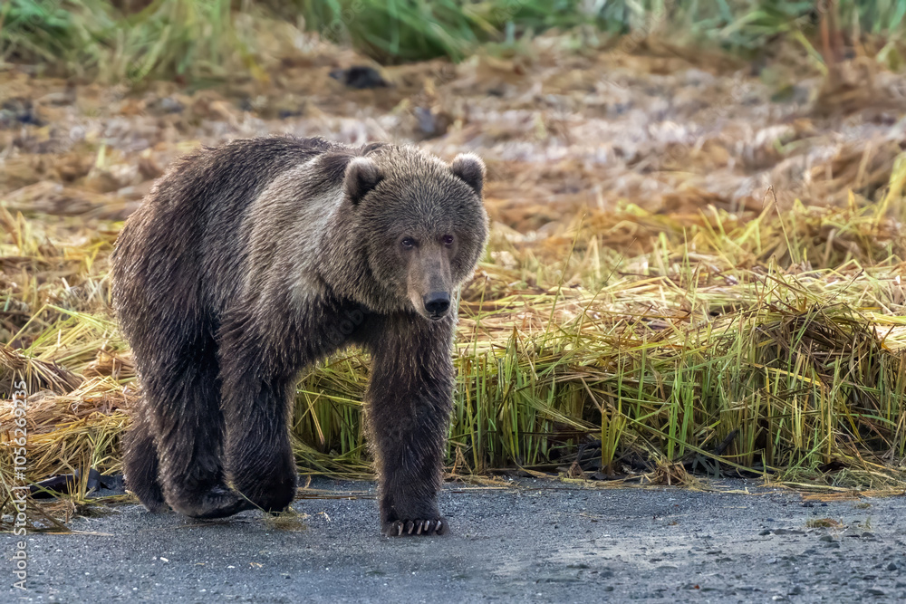 Big, young, male Kodiak bear walking out of the weeds Big, young, male Kodiak bear walking out of the weeds