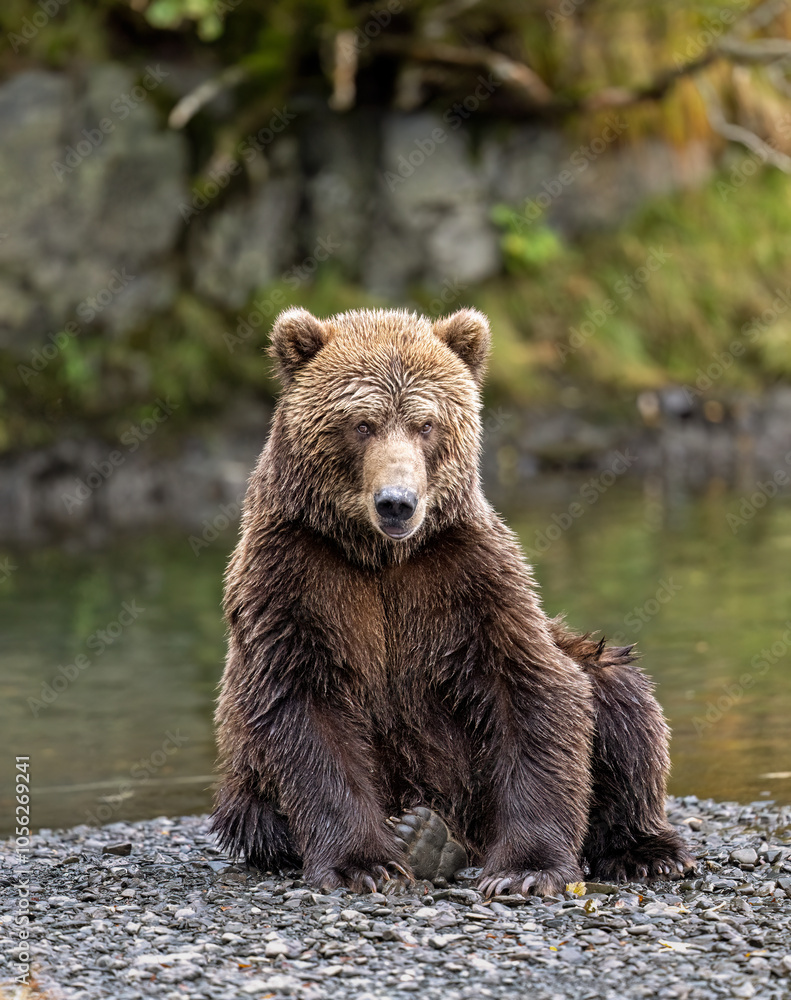 Kodiak bear resting after eating Kodiak bear resting after eating