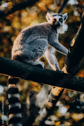 Close Up von einem Katta (Lemur catta) in herbstlicher Abendsonne einem Freigehege photo