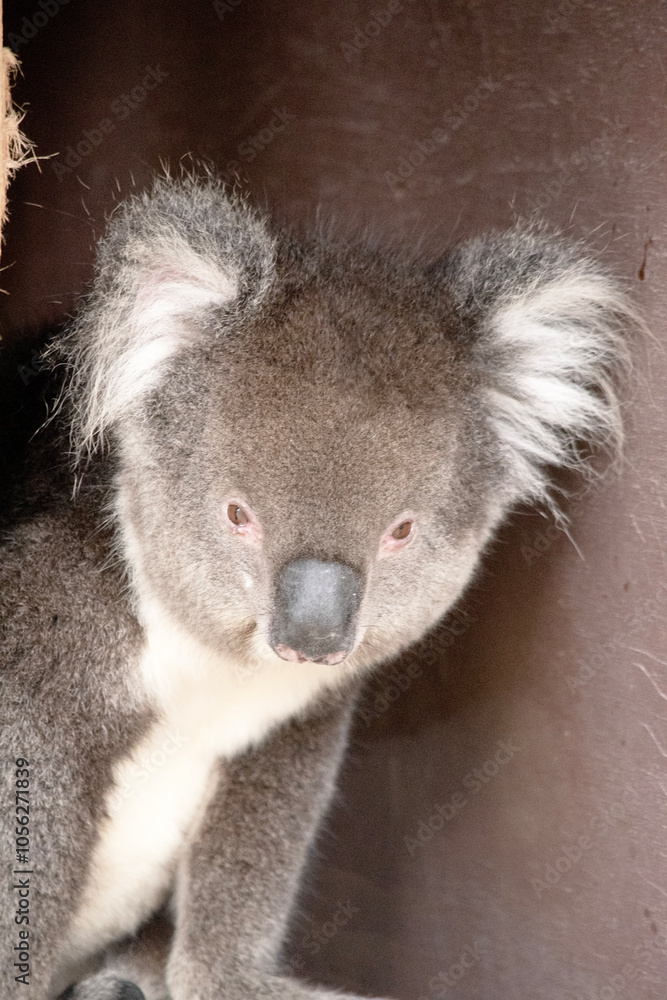 the Koala has a large round head, big furry ears and big black nose. Their fur is usually grey-brown in color with white fur on the chest, inner arms, ears and bottom. the Koala has a large round head, big furry ears and big black nose. Their fur is usually grey-brown in color with white fur on the chest, inner arms, ears and bottom.