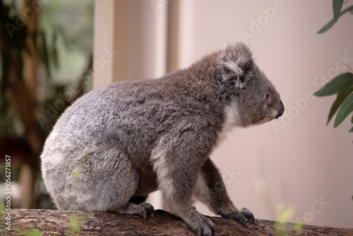 Photography the Koala has a large round head, big furry ears and big black nose