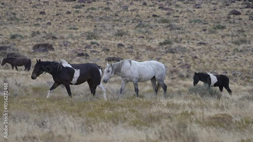 Wallpaper Mural Wild horses grazing in the Utah desert near Simpson Springs. Torontodigital.ca