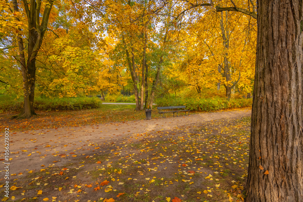 Naklejka premium Poland capital city Warsaw Royal Lazienki Park trees decorated with autumn colors and leaves and flowers with detail shots
