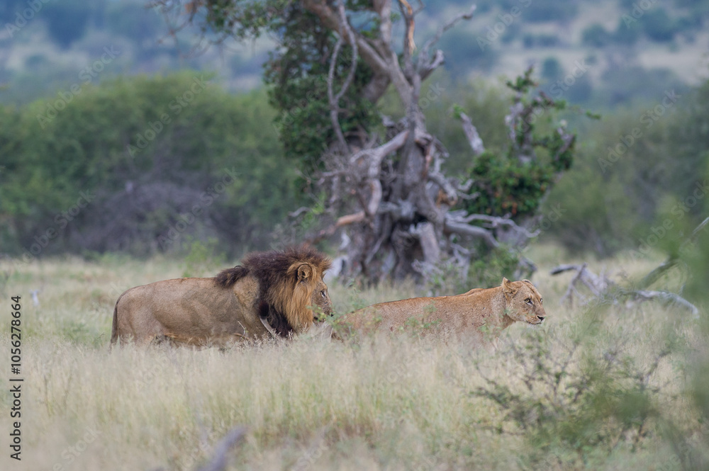Fototapeta premium Lion and lioness walking in the african bush