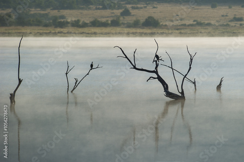 Early morning in Pilannesberg National Park