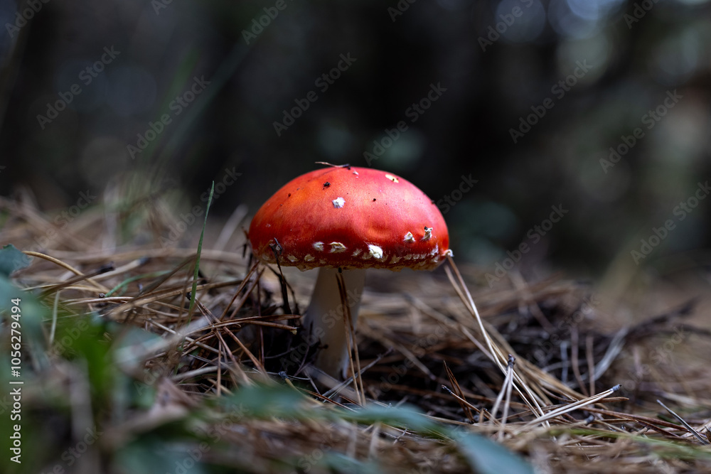 fly mushroom