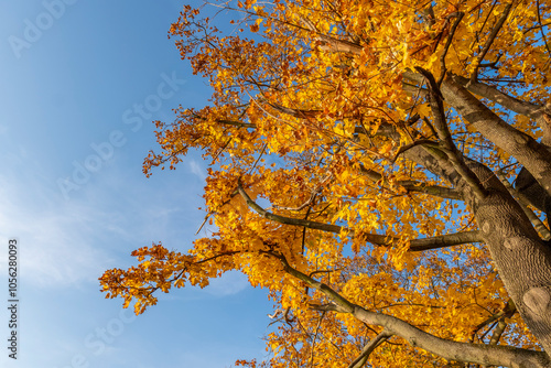 Poland capital city Warsaw Royal Lazienki Park trees decorated with autumn colors and leaves and flowers with detail shots photo