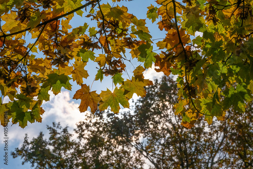 Wallpaper Mural Poland capital city Warsaw Royal Lazienki Park trees decorated with autumn colors and leaves and flowers with detail shots Torontodigital.ca