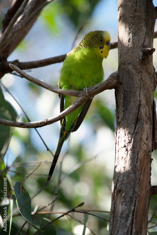 Parakeets are pale green with black bars on their backs, heads, and wings. Mature male parakeets have a blue cere.. Parakeets are pale green with black bars on their backs, heads, and wings. Mature male parakeets have a blue cere..