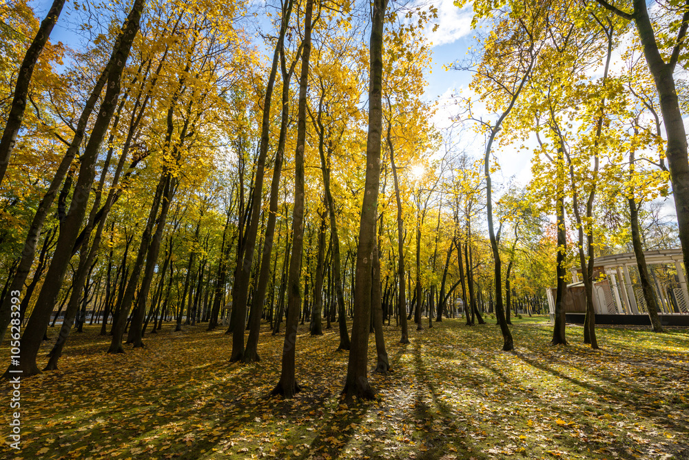 Obraz premium A forest with trees in the foreground and background