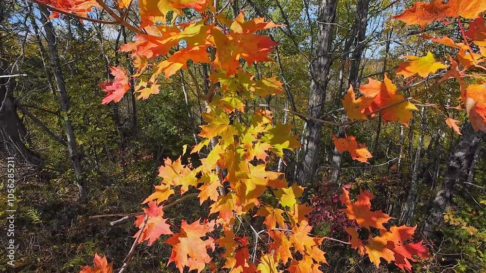 Autumn yellow leaves swinging on the wind. Fall nature and forest. Magnificent Autumn forest red and orange trees. Canadian nature at in Trans-Canada trail near Doube's Trestle Bridge. Autumn yellow leaves swinging on the wind. Fall nature and forest. Magnificent Autumn forest red and orange trees. Canadian nature at in Trans-Canada trail near Doube's Trestle Bridge.