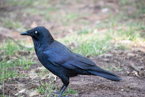 the Australian raven is a black bird with white eyes and grey feet and beak