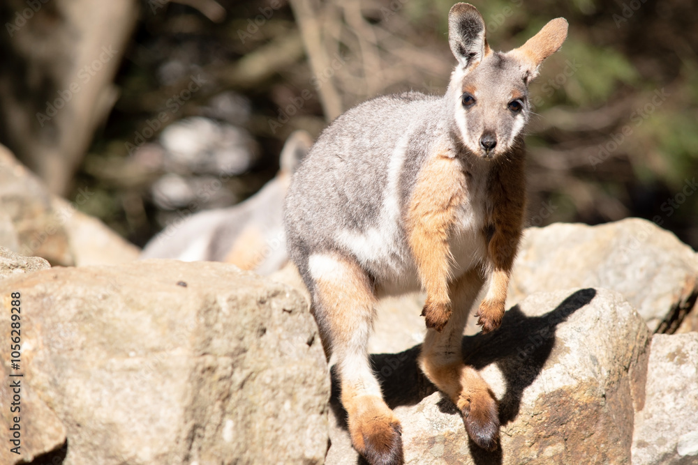 The Yellow-footed Rock-wallaby is brightly coloured with a white cheek stripe The Yellow-footed Rock-wallaby is brightly coloured with a white cheek stripe