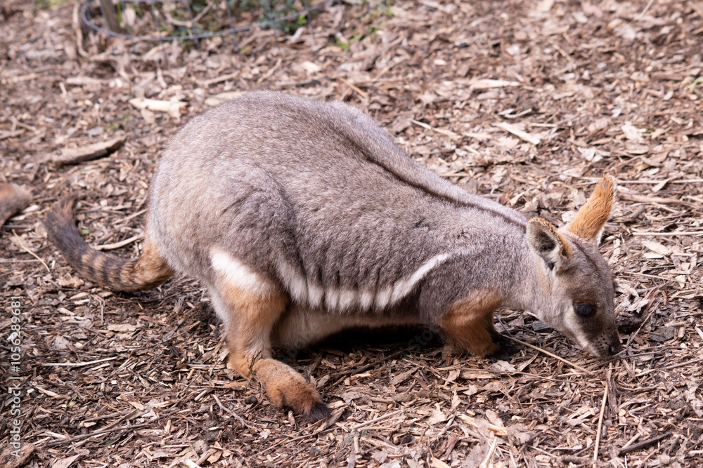 The Yellow-footed Rock-wallaby is brightly coloured with a white cheek stripe and orange ears. It is fawn-grey above with a white side-stripe, and a brown and white hip-stripe. The Yellow-footed Rock-wallaby is brightly coloured with a white cheek stripe and orange ears. It is fawn-grey above with a white side-stripe, and a brown and white hip-stripe.
