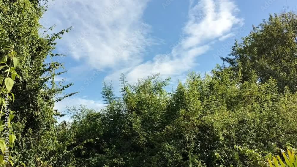 view of the sky and tree leaves view of the sky and tree leaves
