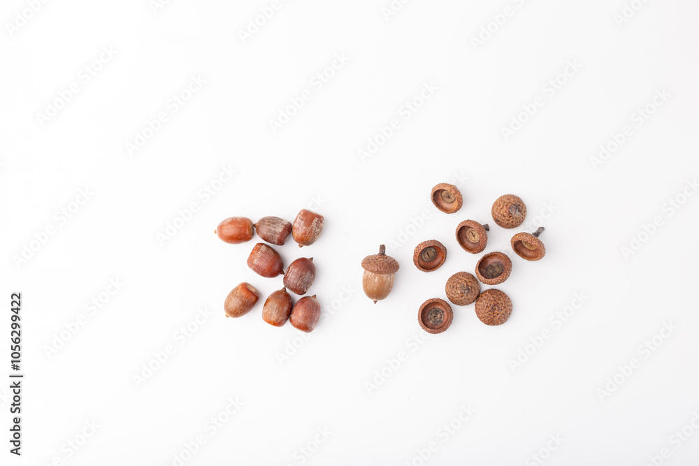 collection of raw acorns and its caps, oak nuts on white background, top view, DIY collection of raw acorns and its caps, oak nuts on white background, top view, DIY