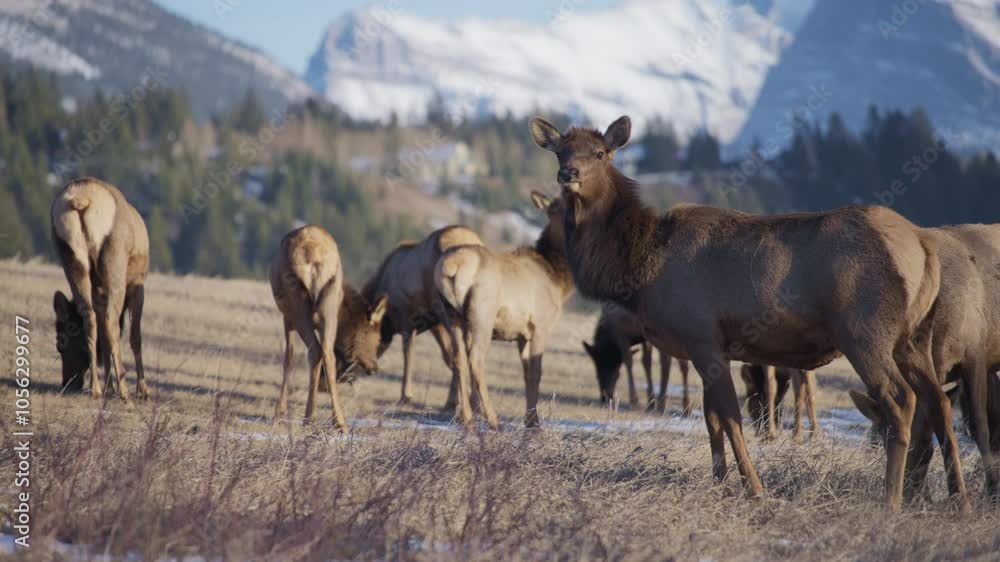 Herd of elk grazing in the Canadian Rocky Mountains. Slow motion. Herd of elk grazing in the Canadian Rocky Mountains. Slow motion.