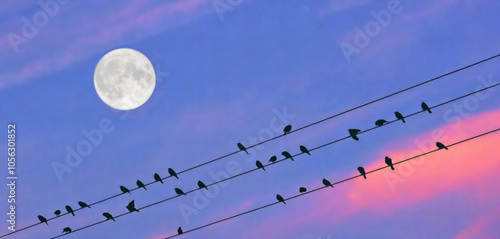 Panoramic Moon Perch - A flock of birds perched on power lines