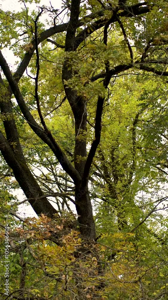 Forest flora in frame green and yellow forest at autumn time.Mystical shots in the woodlands.Maple leaves and maple trees in forest.Landscape video.Trees and beautiful forest Forest flora in frame green and yellow forest at autumn time.Mystical shots in the woodlands.Maple leaves and maple trees in forest.Landscape video.Trees and beautiful forest