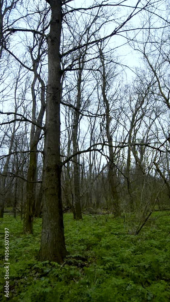 Spring green forest atatical videoshot.Green grass with no leaves on trees,ol forest with a lot of fallen trees.Water in the woodlands,mystery place in nature.Landscape video Spring green forest atatical videoshot.Green grass with no leaves on trees,ol forest with a lot of fallen trees.Water in the woodlands,mystery place in nature.Landscape video