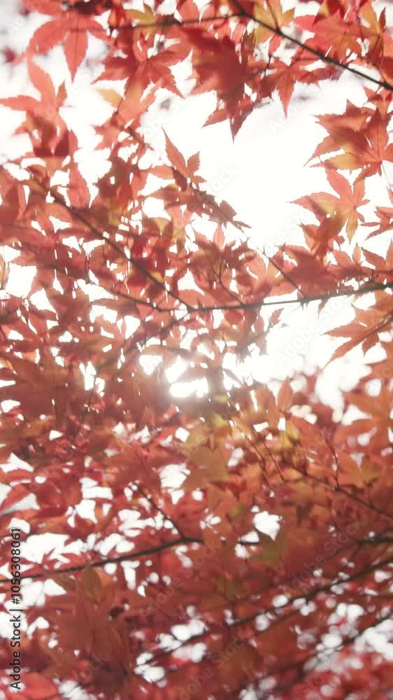 Autumn, flare and trees in Japan for conservation, growth or sustainability closeup from below. Leaves, nature and plants outdoor in Asia for adventure, tourism or travel to explore location Autumn, flare and trees in Japan for conservation, growth or sustainability closeup from below. Leaves, nature and plants outdoor in Asia for adventure, tourism or travel to explore location
