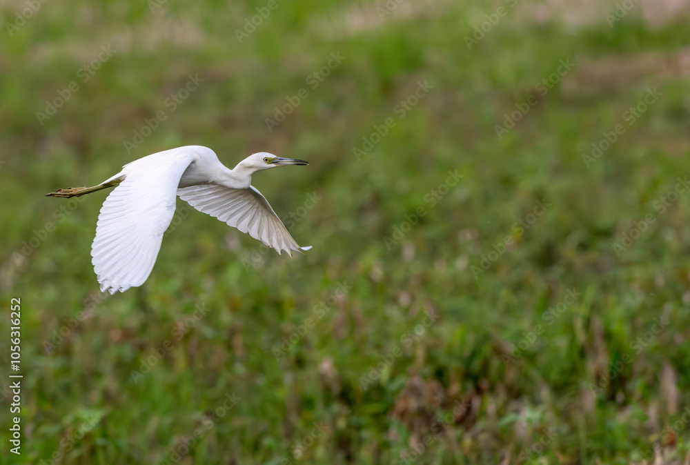 Juvenile little blue heron in flight across a field. Juvenile little blue heron in flight across a field.