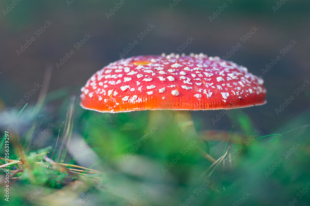 Mature Amanita Muscaria, Known as the Fly Agaric or Fly Amanita: Healing and Medicinal Mushroom with Red Cap Growing in Forest. Can Be Used for Micro Dosing, Spiritual Practices and Shaman Rituals Mature Amanita Muscaria, Known as the Fly Agaric or Fly Amanita: Healing and Medicinal Mushroom with Red Cap Growing in Forest. Can Be Used for Micro Dosing, Spiritual Practices and Shaman Rituals