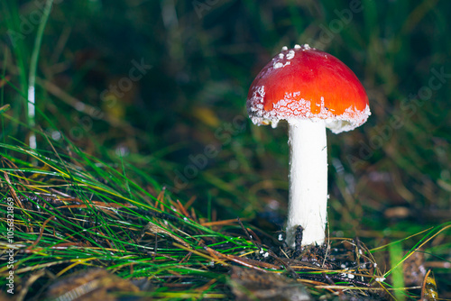 Young Amanita Muscaria, Known as the Fly Agaric or Fly Amanita: Healing and Medicinal Mushroom with Red Cap Growing in Forest. Can Be Used for Micro Dosing, Spiritual Practices and Shaman Rituals photo