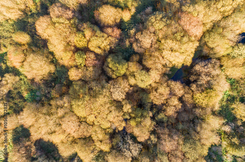 autumn deciduous forest in autumn, aerial view with drone. Autumn seasonal background autumn deciduous forest in autumn, aerial view with drone. Autumn seasonal background
