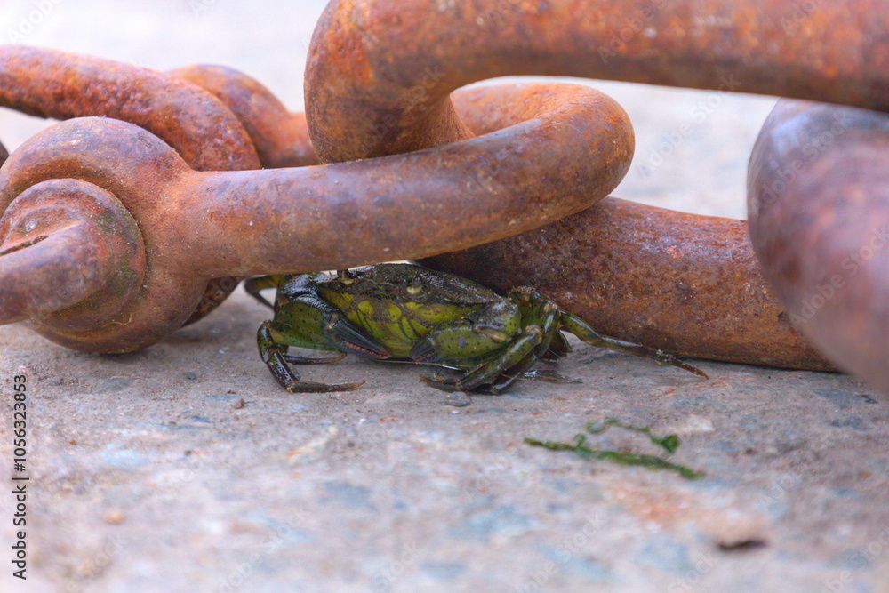 Crab next to a rusty chain