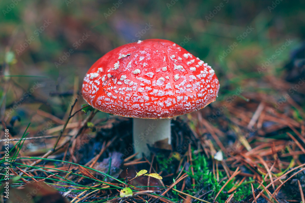 Mature Amanita Muscaria, Known as the Fly Agaric or Fly Amanita: Healing and Medicinal Mushroom with Red Cap Growing in Forest. Can Be Used for Micro Dosing, Spiritual Practices and Shaman Rituals Mature Amanita Muscaria, Known as the Fly Agaric or Fly Amanita: Healing and Medicinal Mushroom with Red Cap Growing in Forest. Can Be Used for Micro Dosing, Spiritual Practices and Shaman Rituals