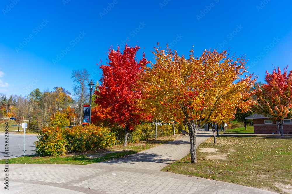 Naklejka premium Colors of autumn at Rosseau Waterfront Park, Jim Swift Drive, Rosseau, Seguin Township, Parry Sound District,.