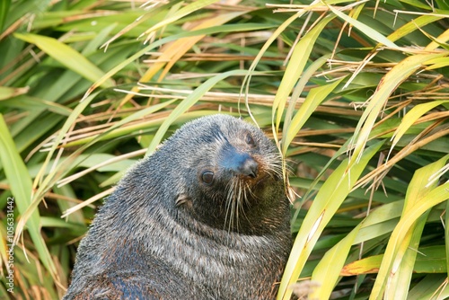 Close-Up of Fur Seal Face: Intimate Wildlife Encounter