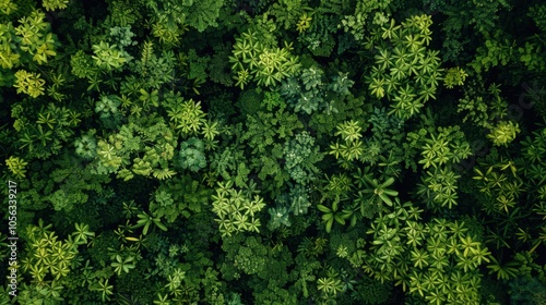 An aerial view of a lush green forest canopy.