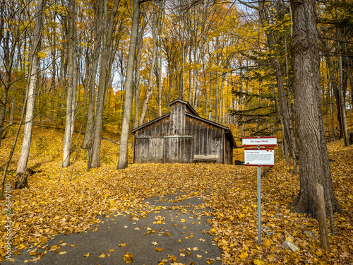 Colors of autumn in 2024. Amazing views of  vibrant fall colors in Canada as seen by the naked eye and taken via iphone15 pro max. photo