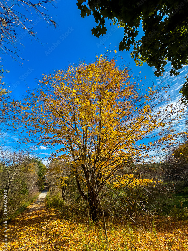 Colors of autumn in 2024. Amazing views of vibrant fall colors in Canada as seen by the naked eye and taken via iphone15 pro max. Colors of autumn in 2024. Amazing views of vibrant fall colors in Canada as seen by the naked eye and taken via iphone15 pro max.