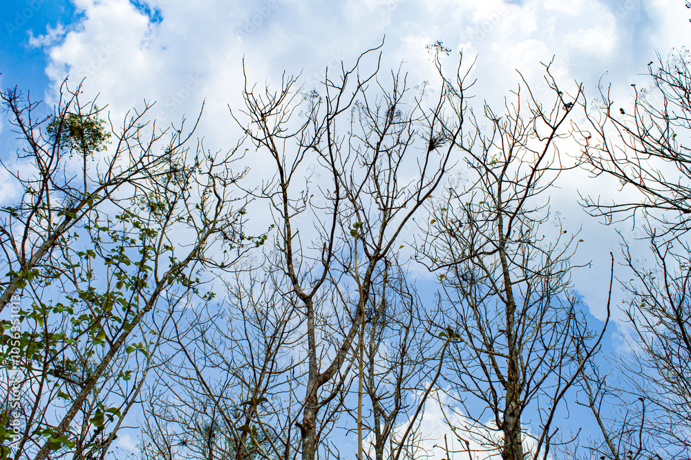 Dry teak trees in autumn on the forest with blue bright sky ,summer time. Focus on tree. Noisy. Exposure. Similar others Dry teak trees in autumn on the forest with blue bright sky ,summer time. Focus on tree. Noisy. Exposure. Similar others