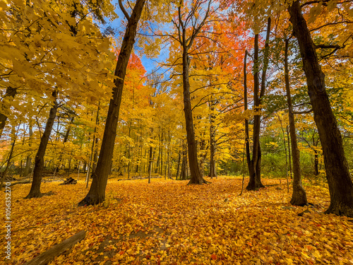 Colors of autumn in 2024. Amazing views of  vibrant fall colors in Canada as seen by the naked eye and taken via iphone15 pro max. photo