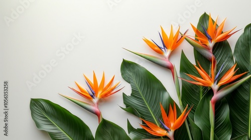 Orange bird of paradise flowers with green leaves on white background. AI generative. .